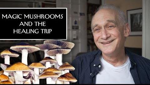 Exploring Magic Mushrooms: NYC Day Trip Unveils Transformative Potential